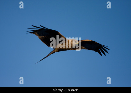 Rotmilan Milvus Milvus im Flug, Gilfach Bauernhof Sssi Radnorshire Wildlife Trust Mid Wales UK Stockfoto