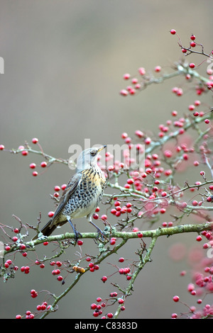 Wacholderdrossel Turdus Pilaris auf Weissdorn Busch in Beere Gilfach Bauernhof Sssi Radnorshire Wildlife Trust Natur reservieren Mid Wales UK Stockfoto