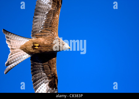 Rotmilan Milvus Milvus im Flug, Gilfach Bauernhof Sssi Radnorshire Wildlife Trust Mid Wales UK Stockfoto