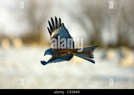 Rotmilan Milvus Milvus im Flug, Gilfach Bauernhof Sssi Radnorshire Wildlife Trust Mid Wales UK Stockfoto