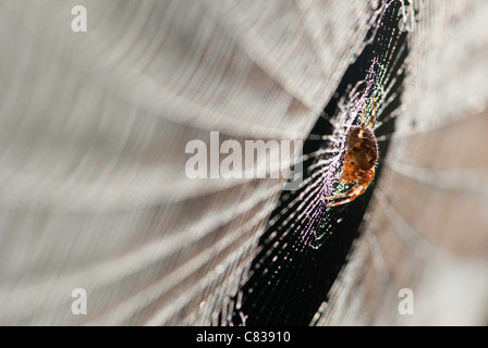 Nahaufnahme von Spinnen Web voller Tau und Spinne im Zentrum Stockfoto
