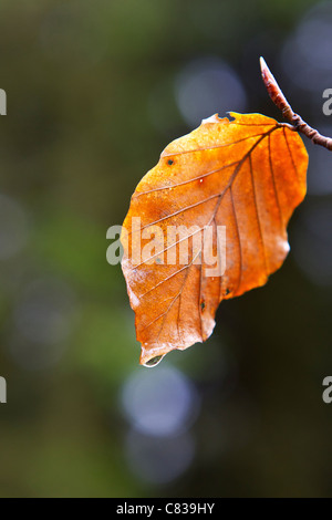 Wasser Tropfenblatt Stockfoto