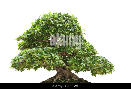 schöne Ficus Bonsai isoliert auf weißem Hintergrund Stockfoto