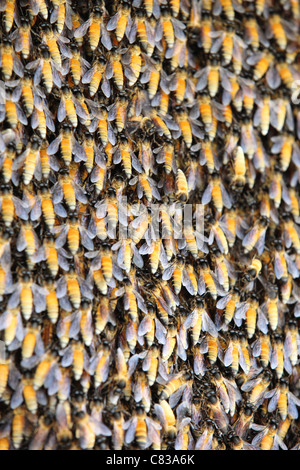 Wilde Bienenstock Andhra Pradesh in Indien Stockfoto