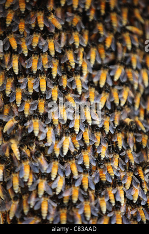 Wilde Bienenstock Andhra Pradesh in Indien Stockfoto