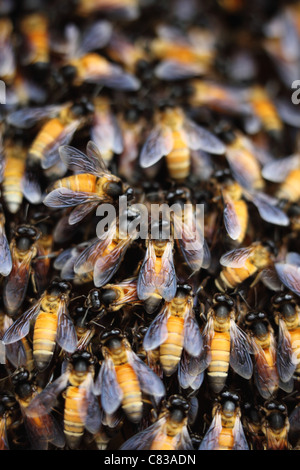 Wilde Bienenstock Andhra Pradesh in Indien Stockfoto