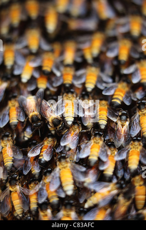 Wilde Bienenstock Andhra Pradesh in Indien Stockfoto