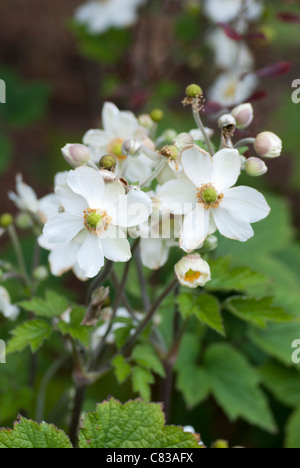 Anemone Japonica Stockfoto