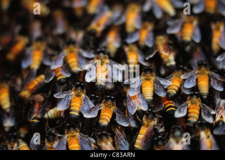 Wilde Bienenstock Andhra Pradesh in Indien Stockfoto