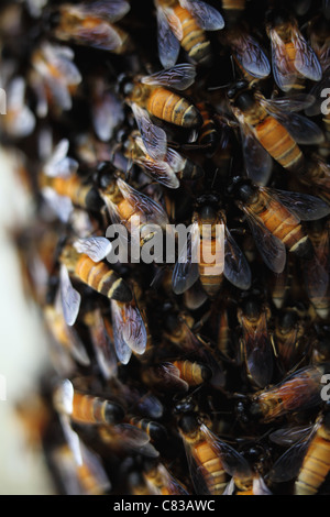 Wilde Bienenstock Andhra Pradesh in Indien Stockfoto