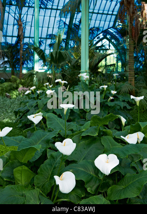 Arum oder Calla Lilien, Zantedeschia Aethiopica, königlichen Gewächshäuser von Laeken, Königsschloss von Laeken, Brüssel, Belgien, Europa Stockfoto