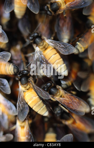 Wilde Bienenstock Andhra Pradesh in Indien Stockfoto