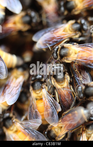 Wilde Bienenstock Andhra Pradesh in Indien Stockfoto