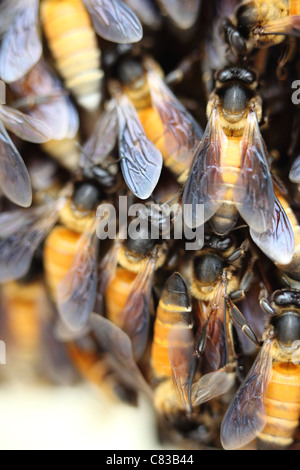 Wilde Bienenstock Andhra Pradesh in Indien Stockfoto