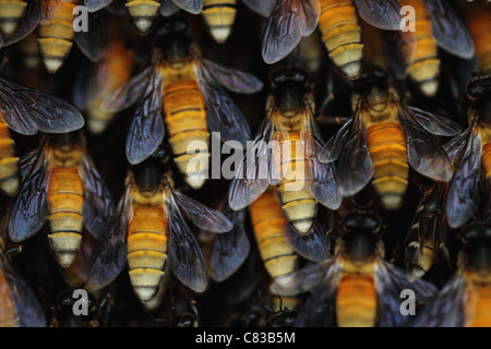 Wilde Bienenstock Andhra Pradesh in Indien Stockfoto