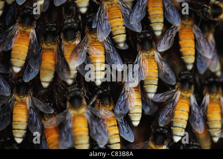 Wilde Bienenstock Andhra Pradesh in Indien Stockfoto