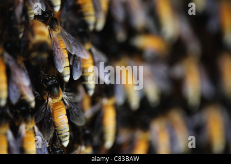 Wilde Bienenstock Andhra Pradesh in Indien Stockfoto