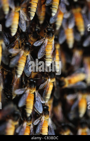 Wilde Bienenstock Andhra Pradesh in Indien Stockfoto