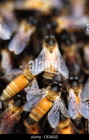 Wilde Bienenstock Andhra Pradesh in Indien Stockfoto