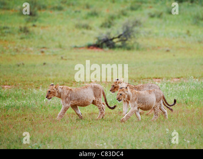 drei Löwenbabys, Panthera Leo, Kgalagadi Transfrontier Park, Südafrika, Afrika Stockfoto