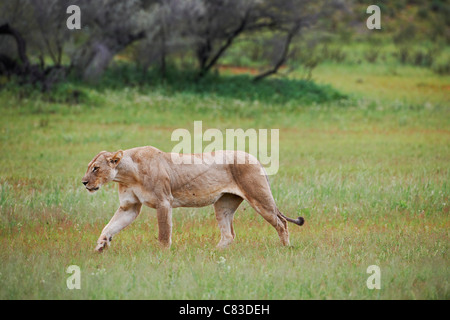 Fuß Löwin Lion, Panthera Leo, Kgalagadi Transfrontier Park, Südafrika, Afrika Stockfoto
