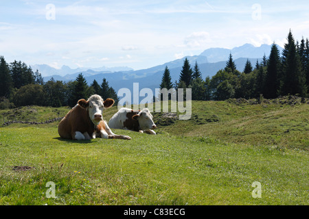 Alpine Kühe, Taubensee Chiemgau Upper Bavaria Germany Stockfoto