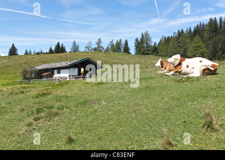 Alpine Kühe und Cottage, Taubensee Chiemgau Upper Bavaria Germany Stockfoto