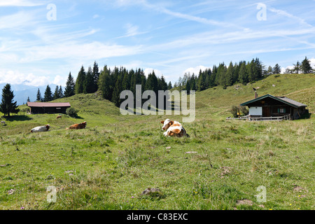 Alpine Kühe und Cottage, Taubensee Chiemgau Upper Bavaria Germany Stockfoto