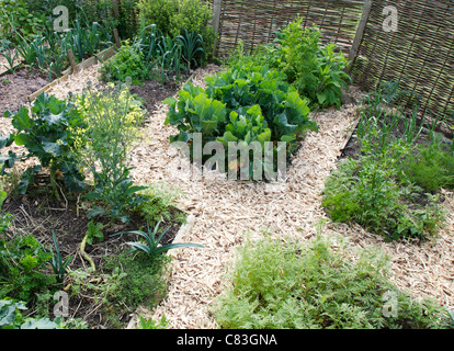 Gemüse in kleine Gartengrundstück mit Rinde Pfade Stockfoto