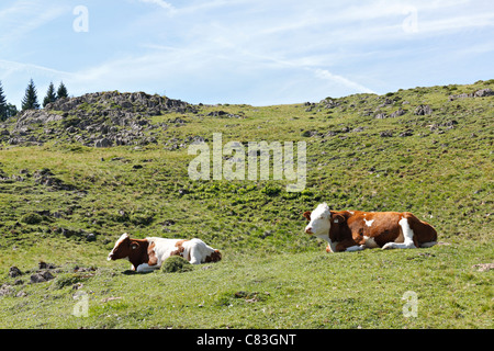 Alpine Kühe ruhen auf einem Hügel, Taubensee Alpen Chiemgau Upper Bavaria Germany Stockfoto