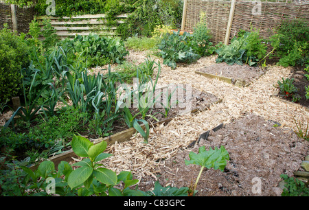 Gemüse in kleinen Garten Grundstück, dass war eine zuvor einen Rasen, mit Rinde auf Wegen Unkraut niedrig zu halten. Stockfoto