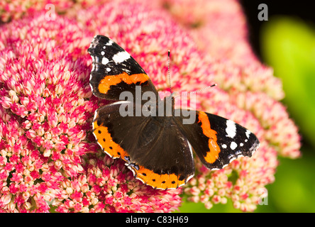 Roter Admiral Schmetterling Aalen in der Sonne auf einem Sedum Strauch rosa Blume Cluster Herbst Freude in Corbridge Garten Northumberland Stockfoto