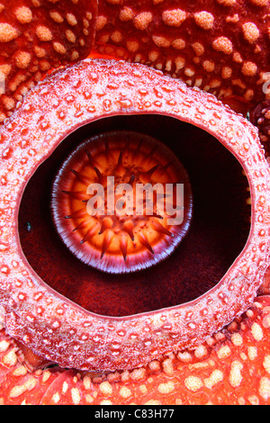 Detail der Rafflesien (Rafflesia Arnoldii) Blume. Stockfoto