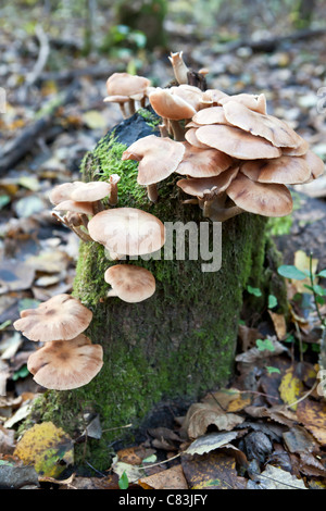 Armillaria Mellea Hallimasch im Gauja-Nationalpark Lettlands Stockfoto
