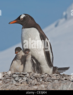 Gentoo Penguin (Pygoscelis Papua) und Küken im Nest, Videla chilenischen Base antarktische Halbinsel Stockfoto