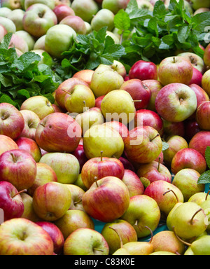 Äpfel auf dem stall in Borough Market. Stockfoto