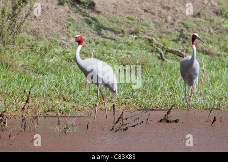 zwei Stilicho Krane - stehend / Grus Antigone Stockfoto