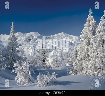 Gefrorene Kiefern im Winter. Triglav Nationalpark in Slowenien Stockfoto