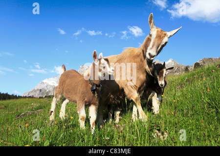 Ziege und Jungtiere auf Wiese Stockfoto