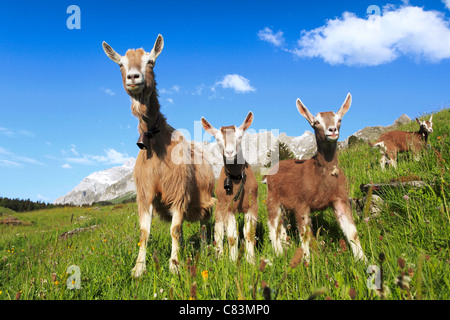 Ziege und Jungtiere auf Wiese Stockfoto