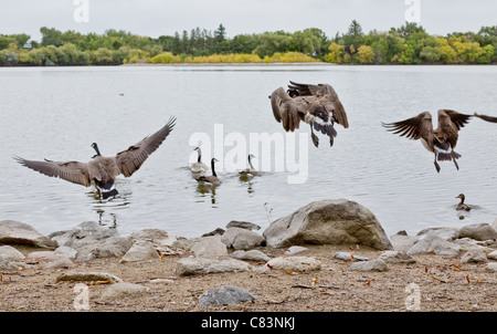 Kanadische Gänse etwa abzunehmen für Flug in verschiedenen Formationen Stockfoto