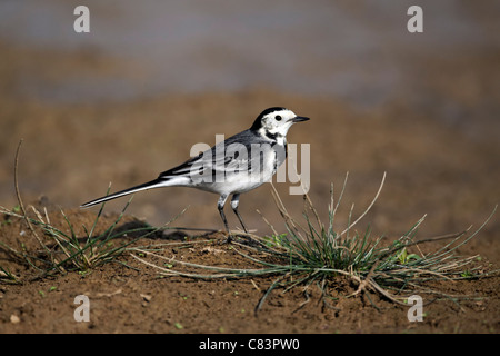 Trauerschnäpper Bachstelze, Motacilla Alba Yarrellii, einziger Vogel auf Buckel im Boden, Midlands, Oktober 2011 Stockfoto