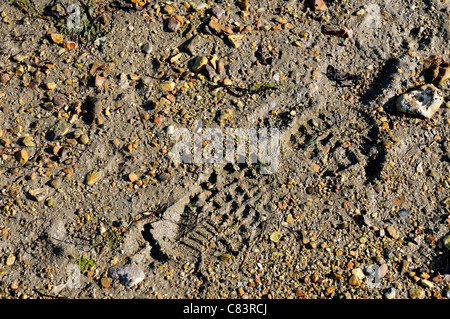 Eindruck von einem Schuh in den nassen Sand auf West Wittering der Strand bei Ebbe West Sussex, UK Stockfoto