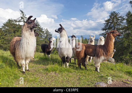 Lamas - stehend auf Wiese Stockfoto