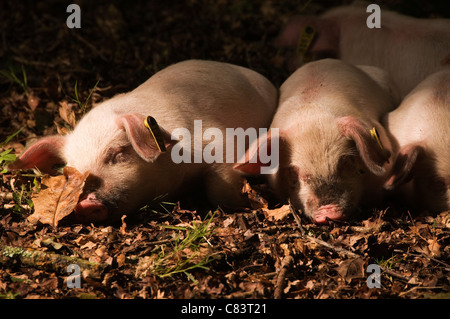 Ferkel in The New Forest Hampshire England ruhen. Die Schweine sind in den Wald zu Futter auf Eicheln im Herbst veröffentlicht. Stockfoto