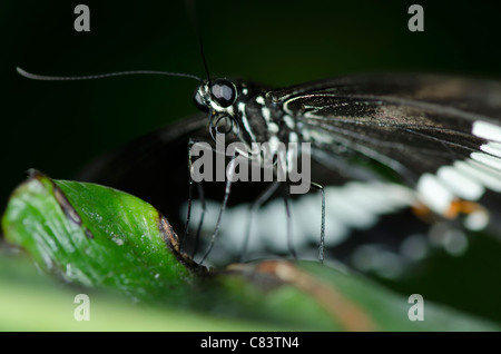 Ein männlicher gemeinsame Mormone Schmetterling (Papilio Polytes) der Familie Papilionidae. Stockfoto