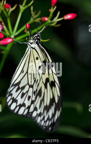 Ein Reispapier Schmetterling (große Baumnymphe, Kite-Papier) von der Familie Nymphalidae, Ursprung in Südostasien. Stockfoto