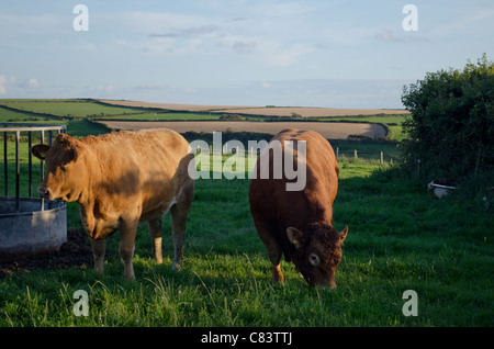 Braun Bull und braune Kuh in einem Feld an einem sonnigen Tag Stockfoto