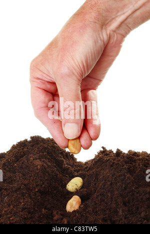 Nahaufnahme einer männlichen Hand Saubohne Saat in eine Furche im Boden vor einem weißen Hintergrund Stockfoto