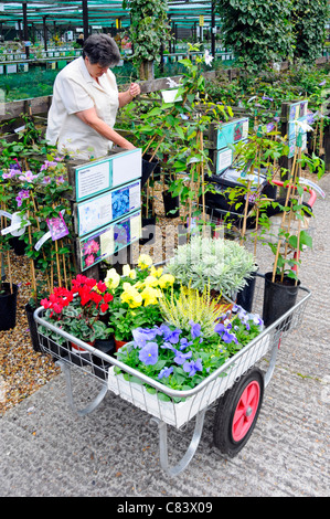 Model Release ältere Frau 68 Auswahl Clematis Pflanzen im Garten Center gealtert in Einkaufswagen Essex England Großbritannien zu platzieren Stockfoto